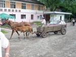 EKY ZAKARPATSK UKRAJINY, Vude prelo i na ukrajin sprchlo, ale jinak slunce, teplo a ndhera!Kdo nev, e jin kraj jin mrav, at se tam jede podvat. - fotografie 44