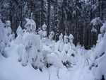 Pr fotek ze Zkladnho kurzu SKIALPINISMU, Konen jsou opt skvl podmnky pro tento ndhern sport: spousty praanu, drobn snen, tmov pohoda, vborn podmnky pro lavinov blok, no prost luxus! A to osobn zlepen u vech pi jzd  - fotografie 115