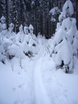 Pr fotek ze Zkladnho kurzu SKIALPINISMU, Konen jsou opt skvl podmnky pro tento ndhern sport: spousty praanu, drobn snen, tmov pohoda, vborn podmnky pro lavinov blok, no prost luxus! A to osobn zlepen u vech pi jzd  - fotografie 116