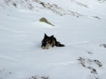 EXPERT AVALANCHE - pr fotek z lavinovho kurzu, Skvl poas a dobr podmnky. Snhu by sice mohlo bt vc, ale laviny byly. - fotografie 53