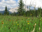 Passo Falzarego 2010, Pardn poas, ideln vyladn forma a lezen veho druhu. Tenikou byl 500 metr dlouh vstup na Prvn pil Tofany.... - fotografie 31