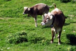 Raftov klenoty vcarska - VORDERRHEIN A ENGADIN, ervencov slunce 