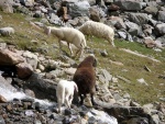 VELK ALPSK OKRUH PO NEJLEPCH RAFTOVCH EKCH, Pardn a komorn expedice. Takhle by to mohlo bt pokad: super parta, super poas, super voda, super hory, super akce... - fotografie 267