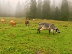 SALZA + ENNS + JESKYN + KANYONING + VODOPDY, Akce pln aktivit a dobroudrustv nedaleko od naich hranic. kouknte se sami.... - fotografie 46