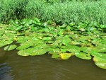 JIN PERLY ESKCH EK, Ndhern poas a skvl nlada panovala od prvn chvle. Berounka mla nad pomry ndhernou vodu stejn jako Otava a Vltava. Nsledn ochlazen a det ponkud schladili i poten naden, ale pes - fotografie 5