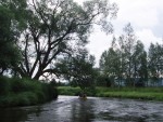 JIN PERLY ESKCH EK, Ndhern poas a skvl nlada panovala od prvn chvle. Berounka mla nad pomry ndhernou vodu stejn jako Otava a Vltava. Nsledn ochlazen a det ponkud schladili i poten naden, ale pes - fotografie 299