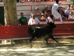 LETN FRANCOUZSK POHODA NA EKCH Gard, Tarn, Herault a Ardeche, Skvl slunen poas na rozdl od detivch ech, jin temperament a b zpasy, skvl vno, ndhern eky, przran a tepl voda, no prost pohoda jak m bt... - fotografie 411