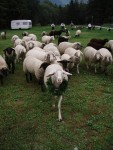 Podzimn RAFTING pod Grossglocknerem, Posledn zahranin rafting sezony 2006 se skuten vydail. Pohodln autobus, slunen a nebvale tepl poas, navc skvle vychytan voda. PROST PARDA NA ZVR SEZONY. - fotografie 7