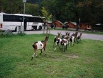 Podzimn RAFTING pod Grossglocknerem, Posledn zahranin rafting sezony 2006 se skuten vydail. Pohodln autobus, slunen a nebvale tepl poas, navc skvle vychytan voda. PROST PARDA NA ZVR SEZONY. - fotografie 8