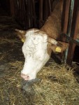 Nízké Taury na skialpech, Alpské počasí tentokrát ukázalo všechny své tváře, od mrazivě ledového slunce, přes alpskou horskou bouři s vichřicí, až po usměvavý sluneční den. Takže jako obvykle díky Alponoši :-) - fotografie 217