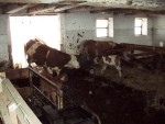 Nízké Taury na skialpech, Alpské počasí tentokrát ukázalo všechny své tváře, od mrazivě ledového slunce, přes alpskou horskou bouři s vichřicí, až po usměvavý sluneční den. Takže jako obvykle díky Alponoši :-) - fotografie 218
